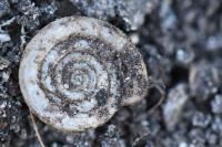 Anisus leucostoma