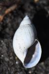 Stagnicola palustris