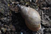 Stagnicola palustris