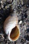Stagnicola palustris