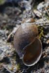Stagnicola palustris