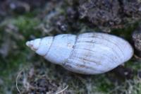 Aplexa hypnorum