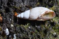 Aplexa hypnorum