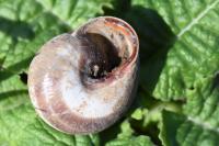 Cepaea nemoralis