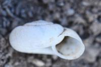 Helicella itala