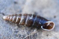 Cochlodina laminata