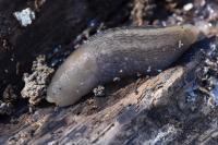 Lehmannia marginata