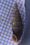 Macrogastra rolphii