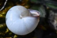 Monacha cartusiana