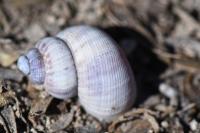 Pomatias elegans