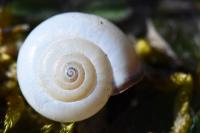 Monacha cartusiana