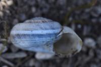 Helicella itala