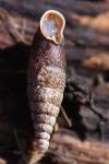 Macrogastra rolphii