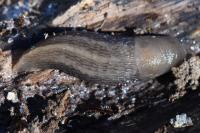 Lehmannia marginata