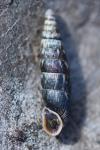 Clausilia bidentata
