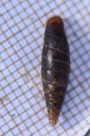 Cochlodina laminata