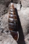Cochlodina laminata