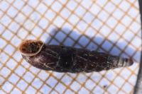 Clausilia bidentata