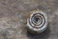 Bathyomphalus contortus