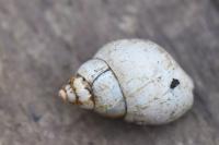 Bithynia tentaculata