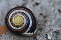Cepaea nemoralis