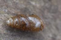 Cochlicopa lubrica