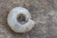 Bathyomphalus contortus