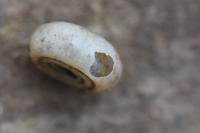 Bathyomphalus contortus