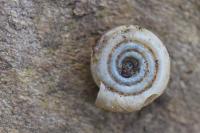 Bathyomphalus contortus