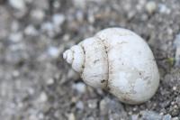 Bithynia tentaculata