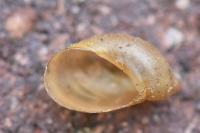 Succinea putris