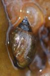 Physella acuta