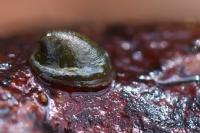 Ancylus fluviatilis