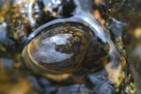 Physella acuta