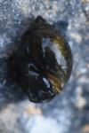 Physella acuta