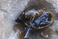 Physella acuta
