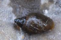 Physella acuta