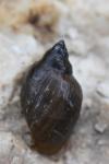 Physella acuta