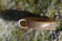 Anisus spirorbis