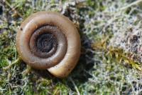 Anisus spirorbis
