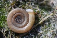 Anisus spirorbis