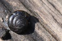 Zonitoides nitidus