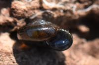 Zonitoides nitidus