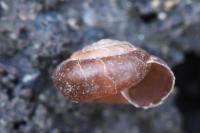 Trochulus hispidus