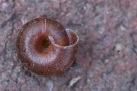Trochulus hispidus