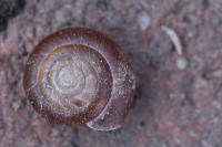 Trochulus hispidus
