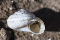 Cernuella aginnica