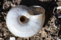 Cernuella aginnica
