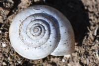 Cernuella aginnica