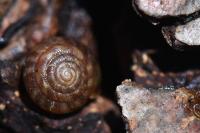 Gonyodiscus rotundatus